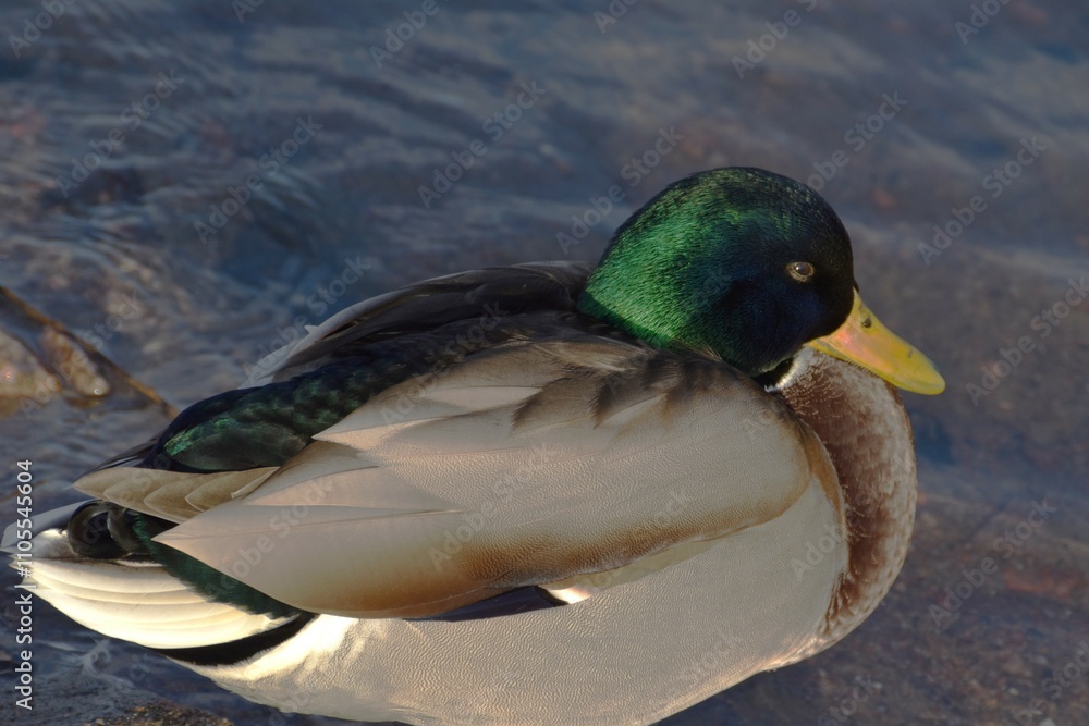 Obraz premium A mallard is standing at the seaside in sunny autumn day.