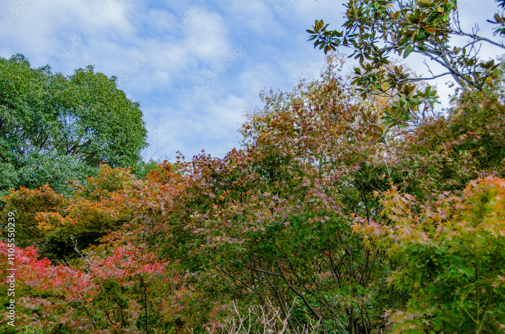 秋の紅葉と緑の葉が混じる風景 秋の紅葉と緑の葉が混じる風景