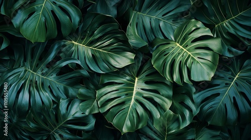 Close-up of tropical palm leaf texture, showcasing vibrant green details 