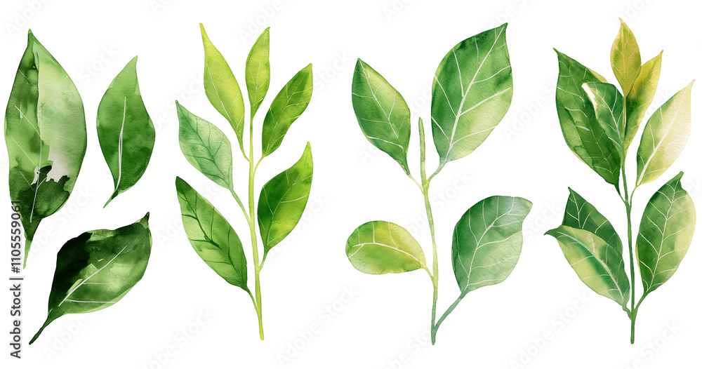 Isolated Green Leafed Tree Branch with Transparent Background Isolated Green Leafed Tree Branch with Transparent Background