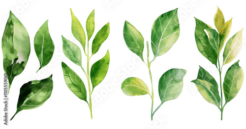 Isolated Green Leafed Tree Branch with Transparent Background