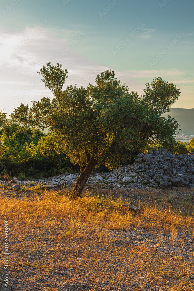 Old olive trees early in the morning between large stones on the Adriatic coast Old olive trees early in the morning between large stones on the Adriatic coast