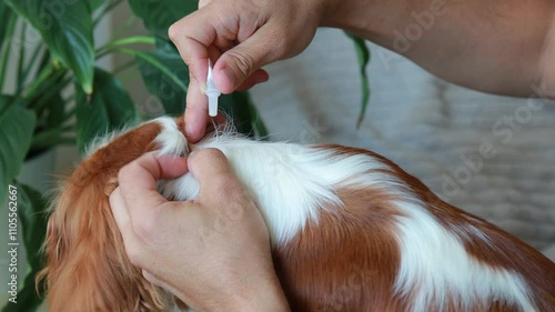 A man drops insectoacaricidal drops from a pipette onto the dog s withers. Protecting pets from parasites. Medicines for animals photo