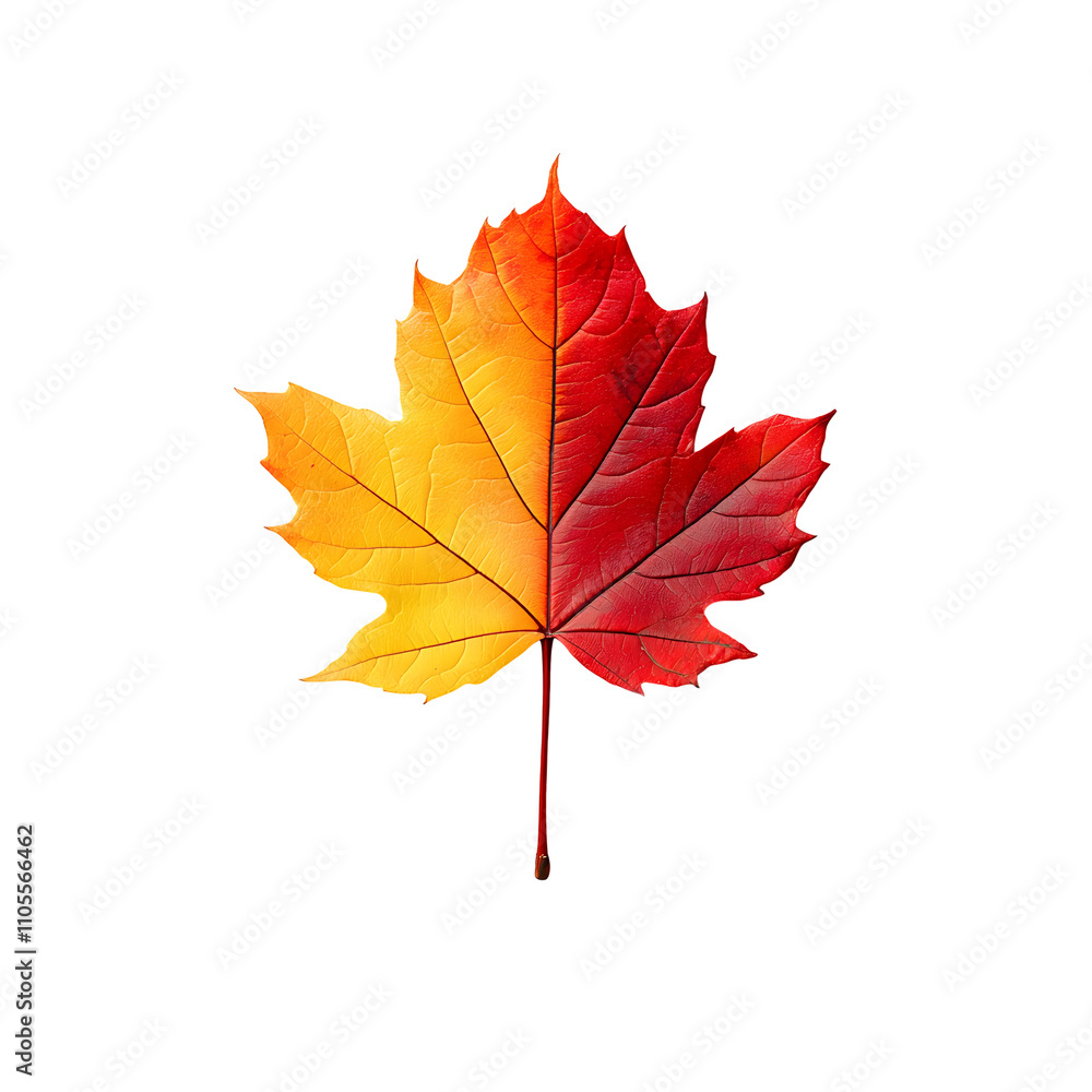 Fototapeta premium Vibrant autumn maple&nbsp;leaves displaying red and yellow&nbsp;gradients on&nbsp;white background, featuring&nbsp;natural textures and sharp&nbsp;details through macro photography with&nbsp;studio lighting.