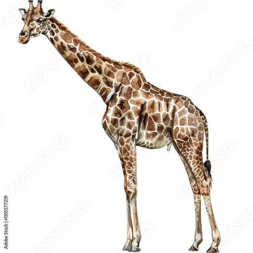 A watercolor painting of Giraffe, isolated on a white background. Giraffe vector. photo