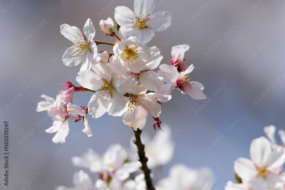 東京都内の満開の桜のクローズアップ 東京都内の満開の桜のクローズアップ