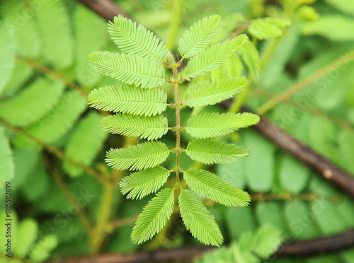 Leaves of shameplant (Mimosa pudica) photo