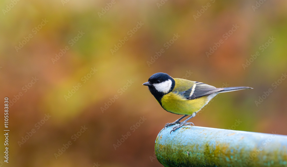 A stunning image of a great tit (Parus major) perched on a metal pipe, preparing to take flight, with a vibrant autumn backdrop in shades of red and brown