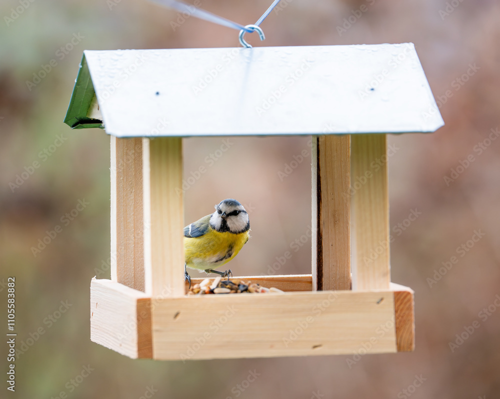 A charming image of a Eurasian blue tit (Cyanistes caeruleus) perched in a wooden bird feeder, eating seeds during the winter season, highlighting bird feeding traditions