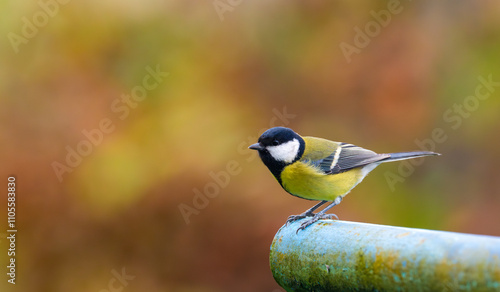 Obraz na płótnie A stunning image of a great tit (Parus major) perched on a metal pipe, preparing to take flight, with a vibrant autumn backdrop in shades of red and brown w salonie