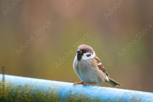 Obraz na płótnie A close-up of a Eurasian tree sparrow (Passer montanus) perched on a metal pipe, showcasing its distinctive markings and adaptability to urban environments w salonie