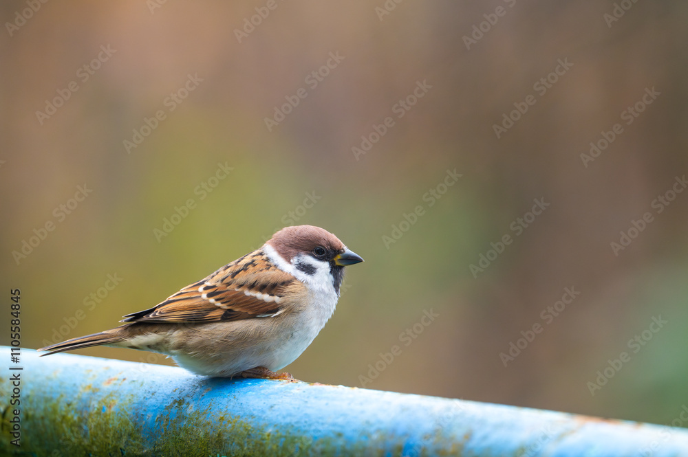 A close-up of a Eurasian tree sparrow (Passer montanus) perched on a metal pipe, showcasing its distinctive markings and adaptability to urban environments A close-up of a Eurasian tree sparrow (Passer montanus) perched on a metal pipe, showcasing its distinctive markings and adaptability to urban environments