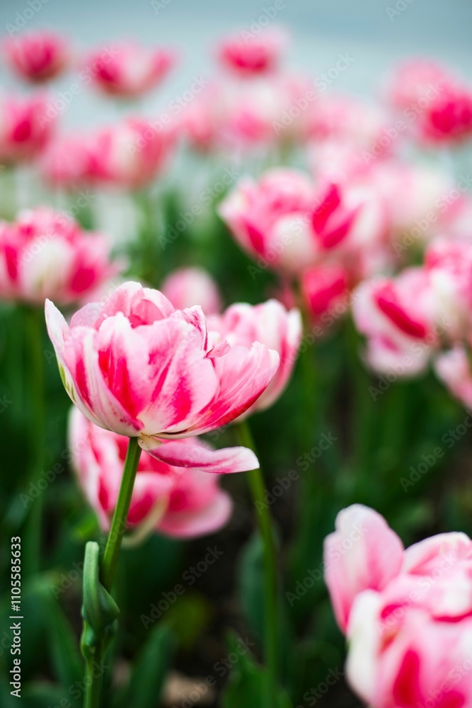 Vibrant pink and white tulips in full bloom Vibrant pink and white tulips in full bloom