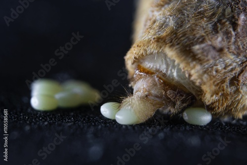 Close-up view of a silkworm laying eggs.