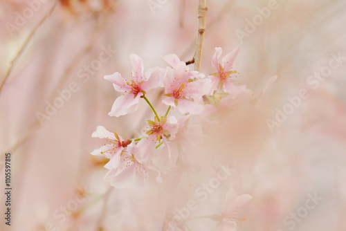 桜 photo