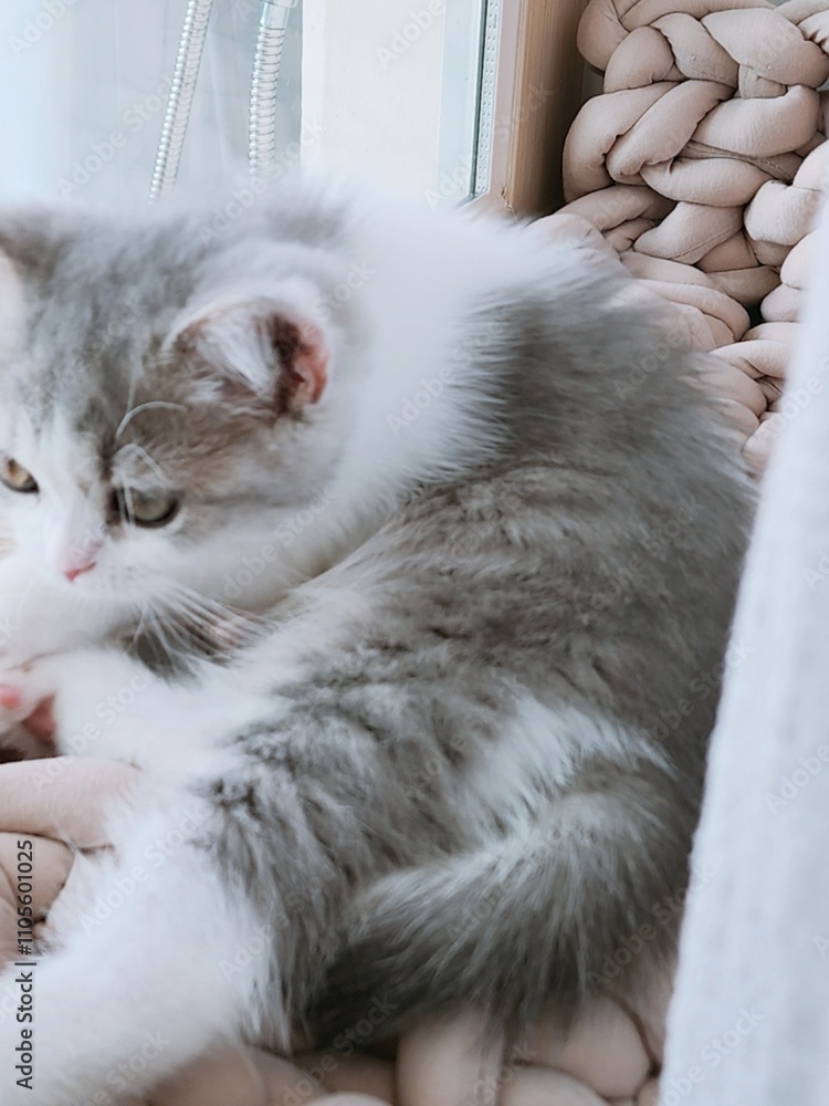 Obraz premium a cat on a couch