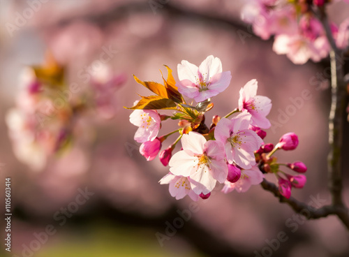 spring in the Japanese garden, close on bloom cherry tree in blossom