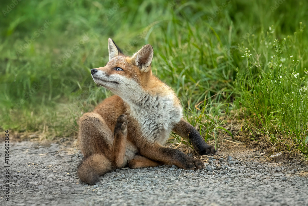 wild red fox cub scratching wild red fox cub scratching