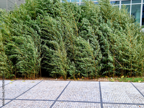 flowerbed with bamboos in an outdoor atrium mulched by gray gravel. small and large evergreen plants in clumps, white tiles floor photo