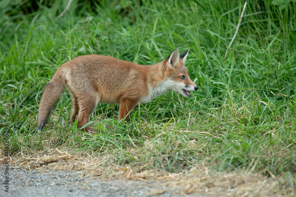 wild red fox cub, close up wild red fox cub, close up