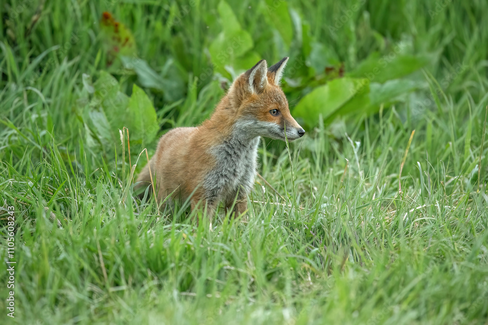 wild red fox cubs, exploring, close up wild red fox cubs, exploring, close up