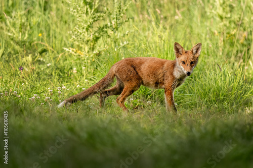 Fotografie wild red fox standing on the grass