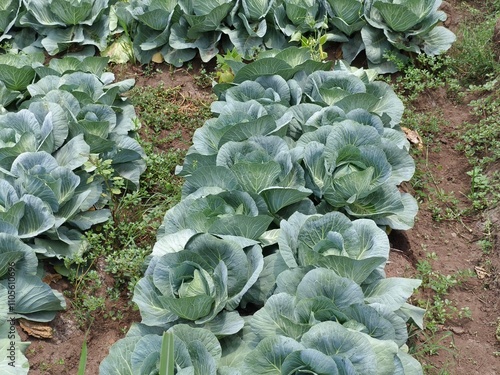 Cabbage plantation with organic fertilization so it is safe from pesticides and toxic chemical fertilizers