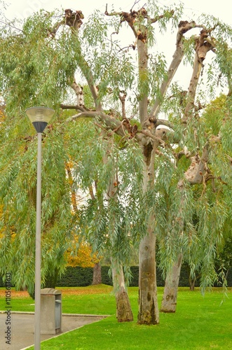 Green and yellow foliage on a tree next to a lantern.