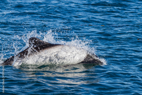 Adult Commerson's dolphin (Cephalorhynchus commersonii) surfacing, Carcass Island in the Falkland Islands photo