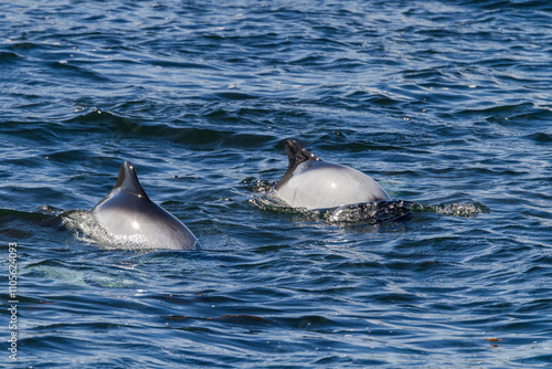 Adult Commerson's dolphins (Cephalorhynchus commersonii) surfacing, Carcass Island in the Falkland Islands photo