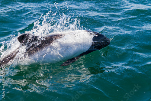 Adult Commerson's dolphin (Cephalorhynchus commersonii) surfacing, Carcass Island in the Falkland Islands photo