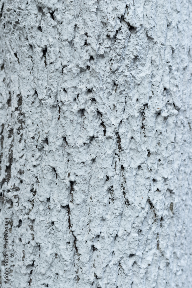 Trunk texture coated with white lime