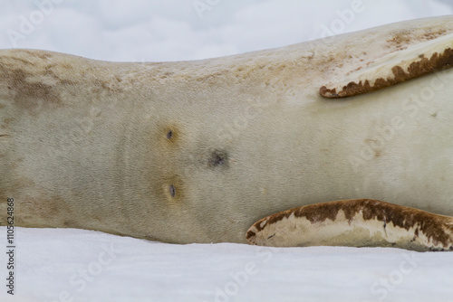 Adult female leopard seal (Hydrurga leptonyx) hauled out on ice at Brown Bluff near the Antarctic Peninsula, Antarctica photo