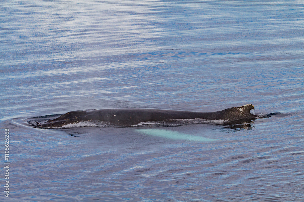 Humpback whale (Megaptera novaeangliae) surfacing in the Weddell Sea near the Antarctic Peninsula, Antarctica Humpback whale (Megaptera novaeangliae) surfacing in the Weddell Sea near the Antarctic Peninsula, Antarctica