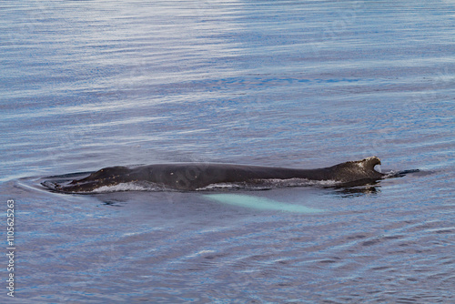 Humpback whale (Megaptera novaeangliae) surfacing in the Weddell Sea near the Antarctic Peninsula, Antarctica photo