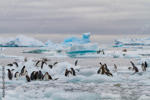 First year Adelie penguin (Pygoscelis adeliae) chicks at breeding colony at Brown Bluff, Antarctica photo