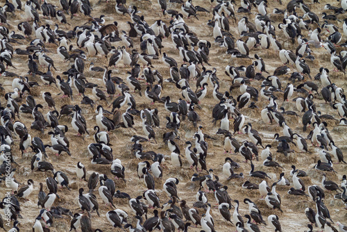 Imperial Shags (Phalacrocorax (atriceps) atriceps) at breeding colony on small islets off the city of Ushuaia, Argentina photo