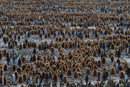 King penguins (Aptenodytes patagonicus) in downy plumage (okum boys) on South Georgia Island photo