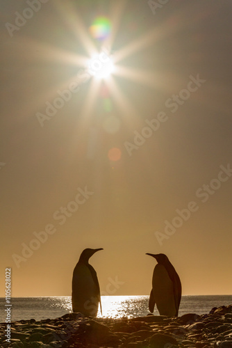 King penguin (Aptenodytes patagonicus) breeding and nesting colony on South Georgia Island, Southern Ocean photo