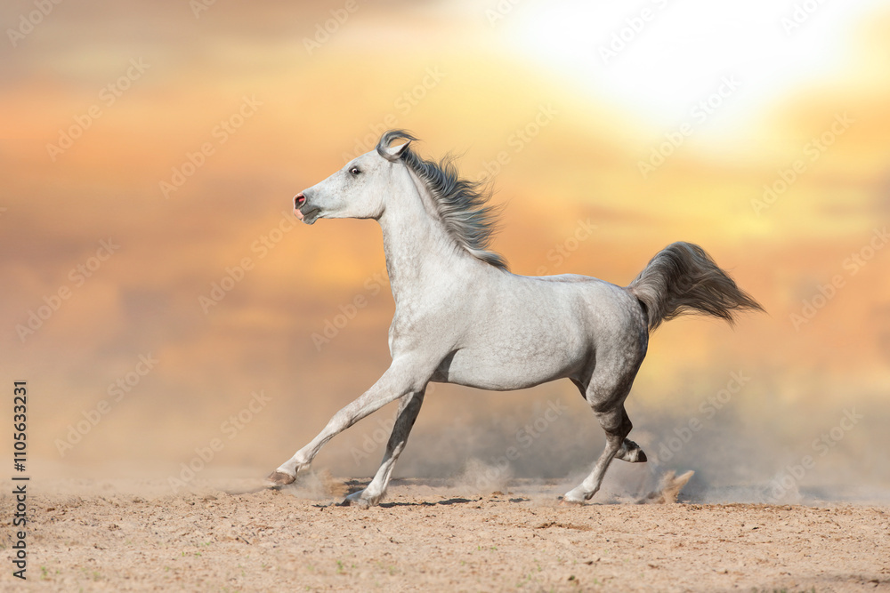 Obraz premium White horse with long mane run in sunset desert