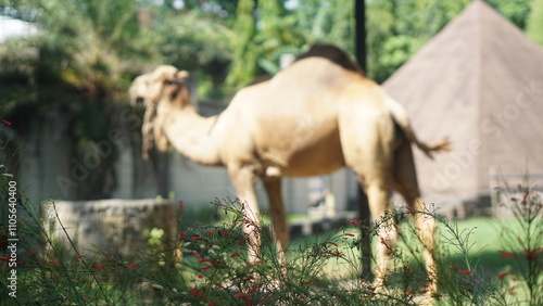 A camel (Camelus dromedarius) in the Solo Safari Zoo park from Arabia is resting in its shelter	 photo