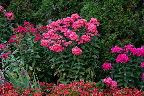Wallpaper Mural Vibrant pink flowers in a garden with lush green foliage. Torontodigital.ca