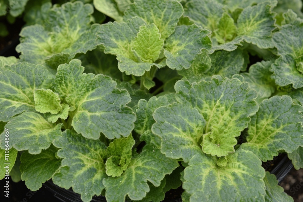 A vivid green mint plant is exhibited with thick, textured leaves, encapsulating the essence of freshness and aromatic quality, inviting sensory exploration in cooking. A vivid green mint plant is exhibited with thick, textured leaves, encapsulating the essence of freshness and aromatic quality, inviting sensory exploration in cooking.