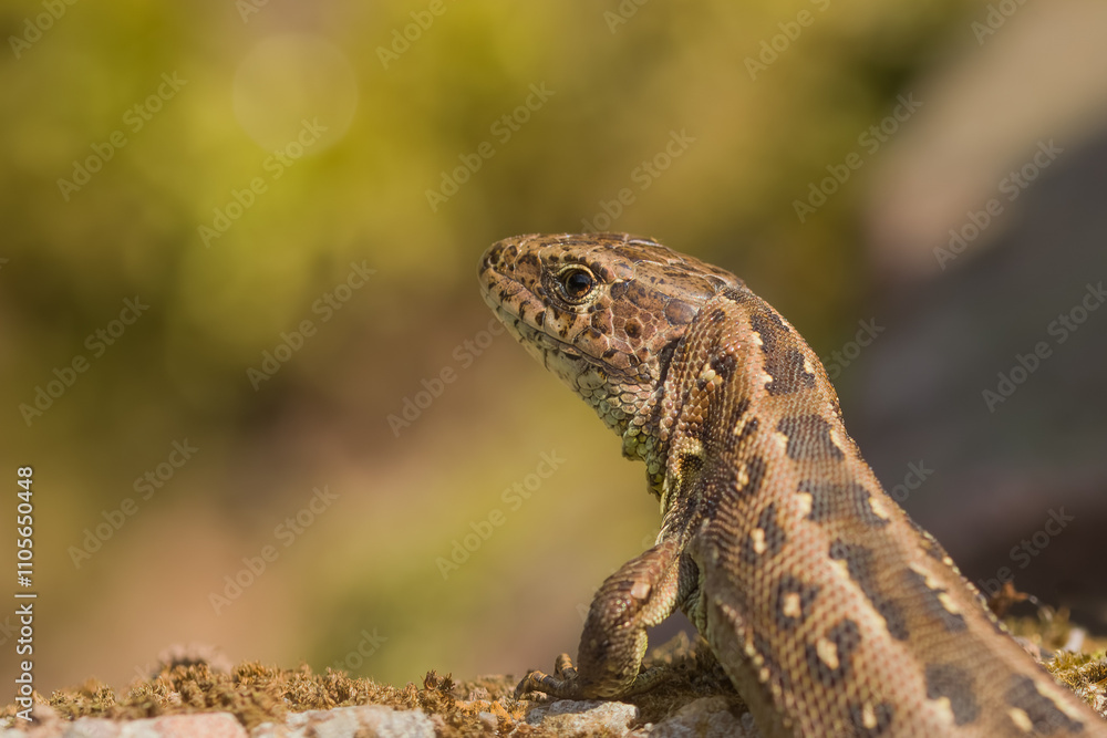 Fototapeta premium Lizard on the rock