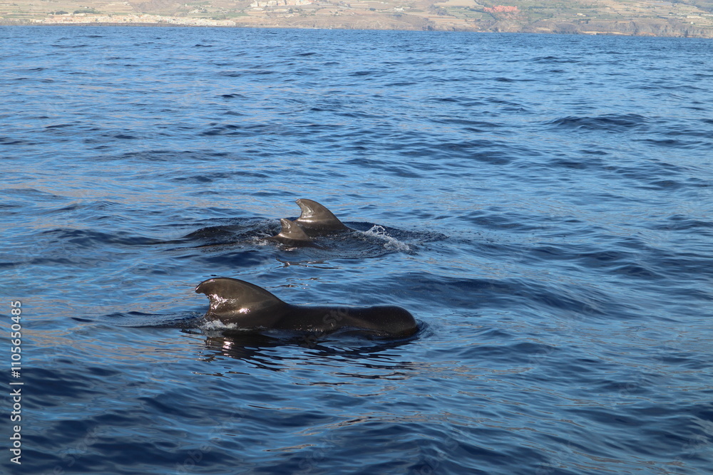 Fototapeta premium Short-finned pilot whale