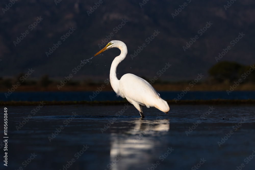 Great white egret (Ardea alba), Zimanga Game Reserve, South Africa Great white egret (Ardea alba), Zimanga Game Reserve, South Africa