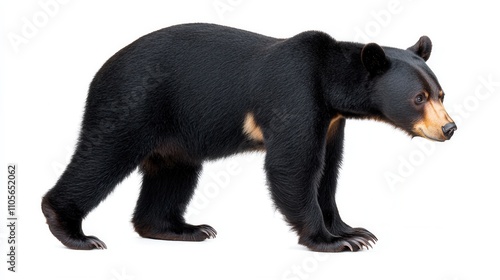 A Powerful Black Bear Standing in Its Natural Habitat in the Wild Forest photo