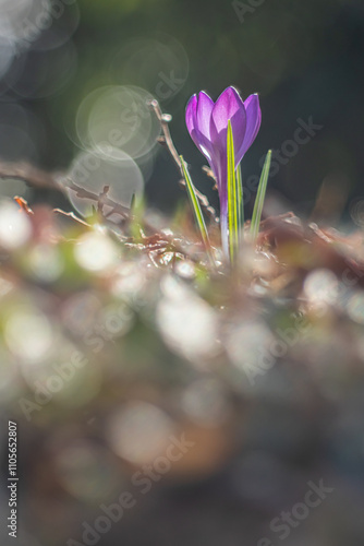 Spring in the forest