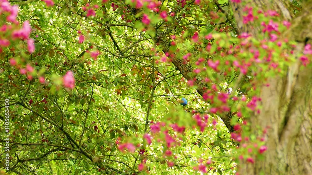 Indigo Bunting Perched Among Purple Flowering Trees Indigo Bunting Perched Among Purple Flowering Trees