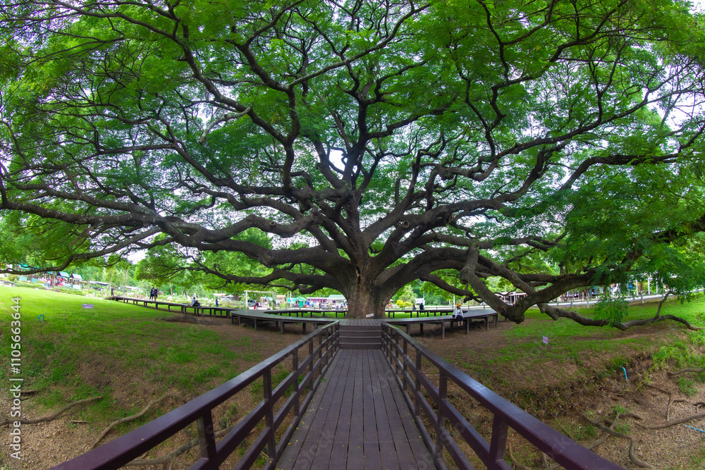 The giant rain tree is over 100 years old at Kanchanaburi province Thailand. The giant rain tree is over 100 years old at Kanchanaburi province Thailand.